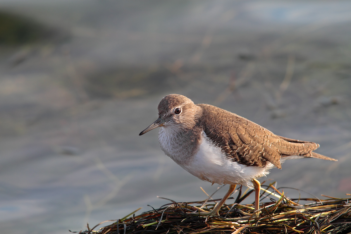 Sandpiper