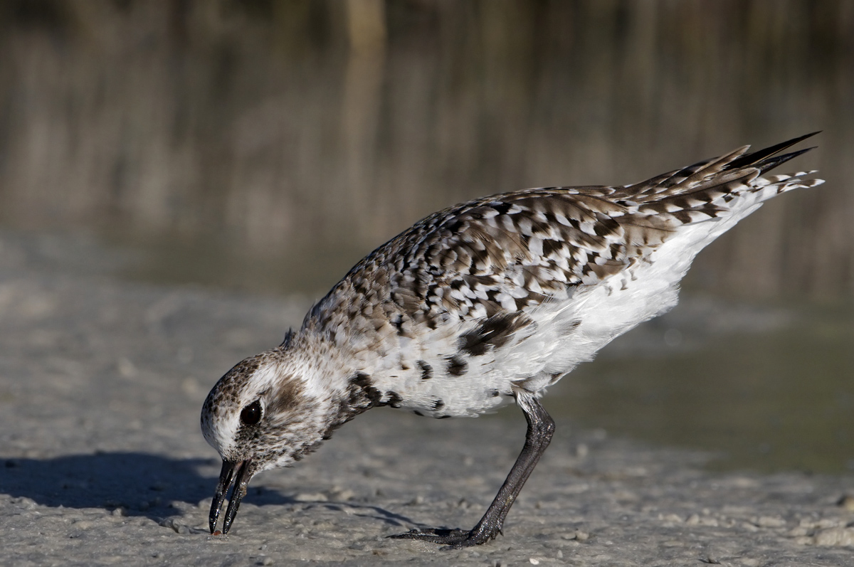 Pacific Golden Plover