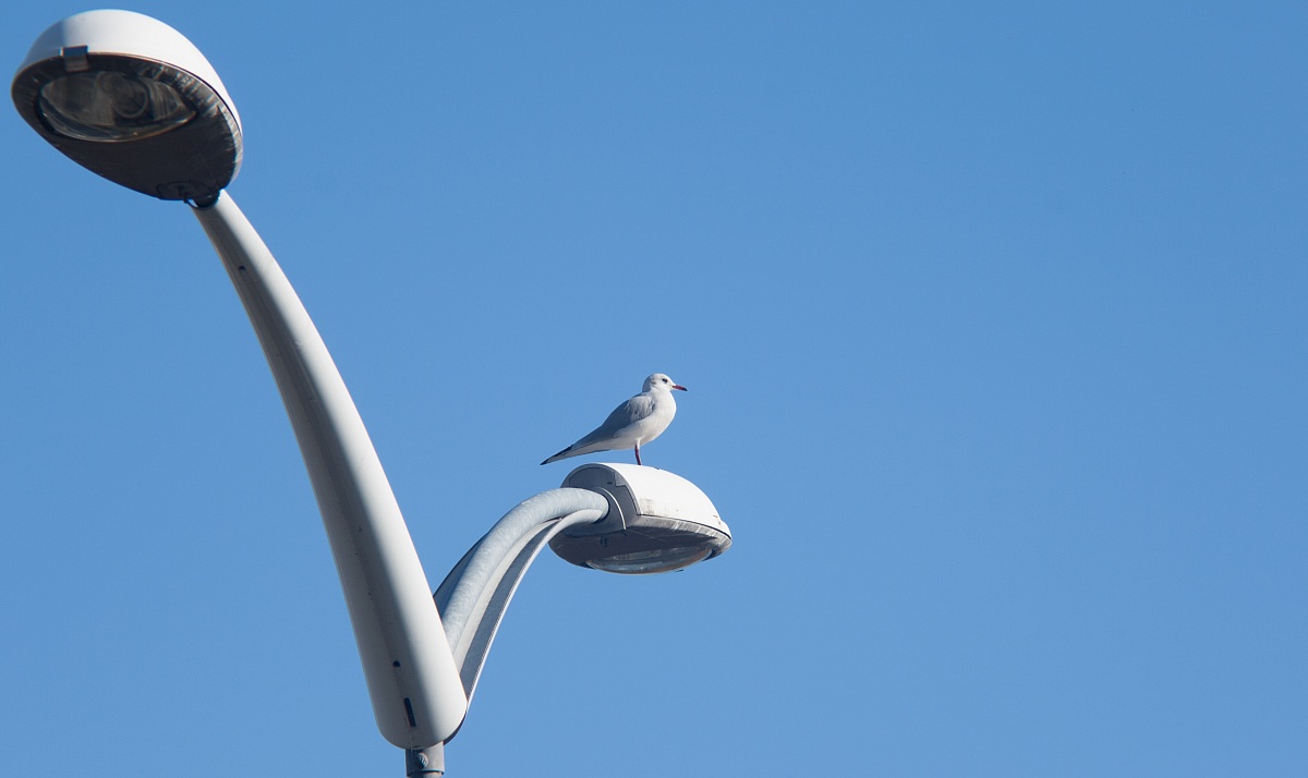 Il guardiano del faro ...