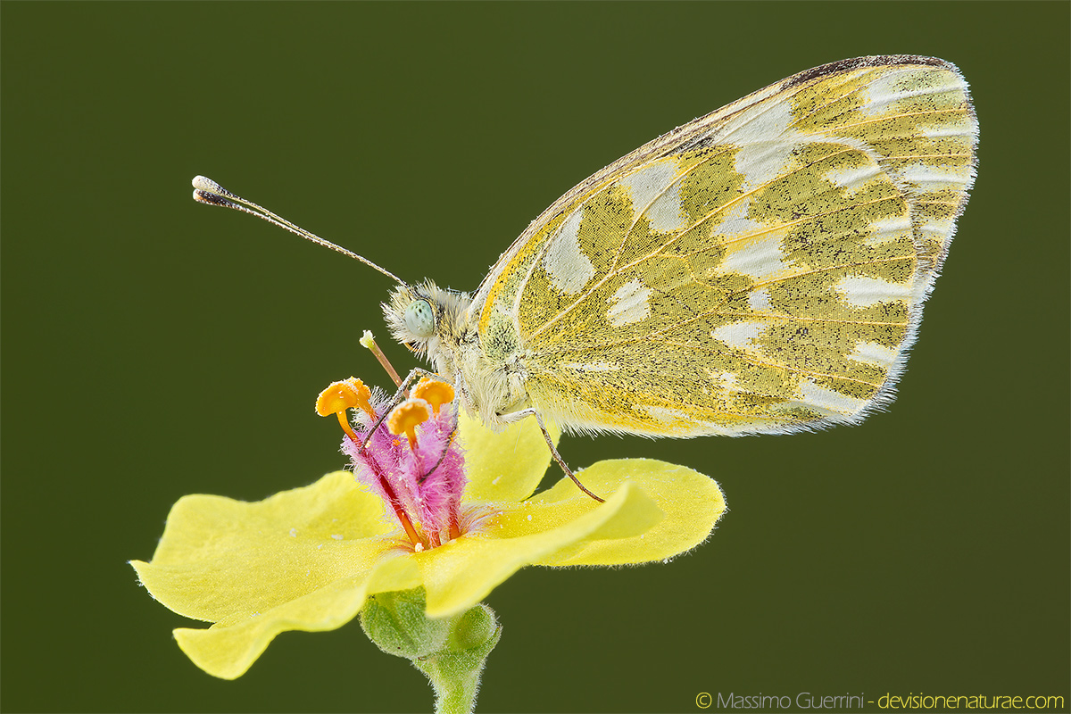 Remote Shooting, reflective panels, natural background and