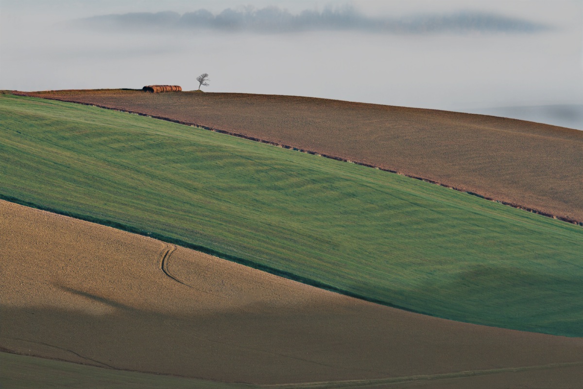 ...Tricolore Toscano...