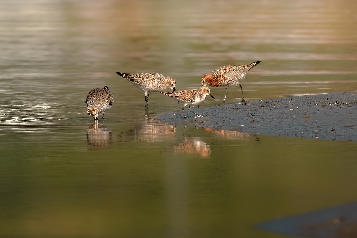 Broad-billed dawn