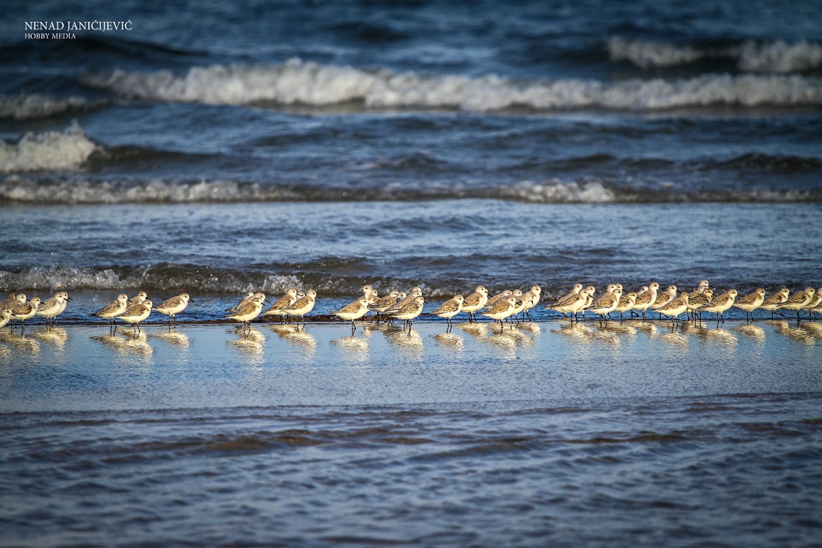 Uccelli Spagna delta dell'Ebro