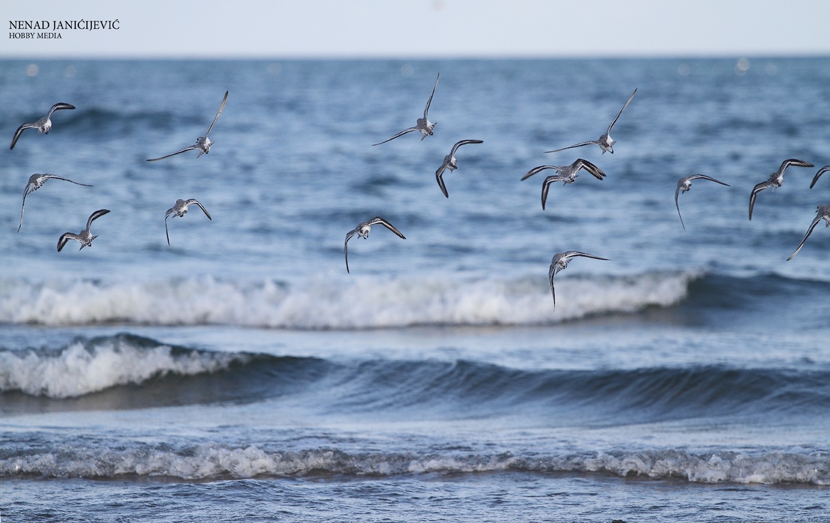 Birds Spain delta Ebro