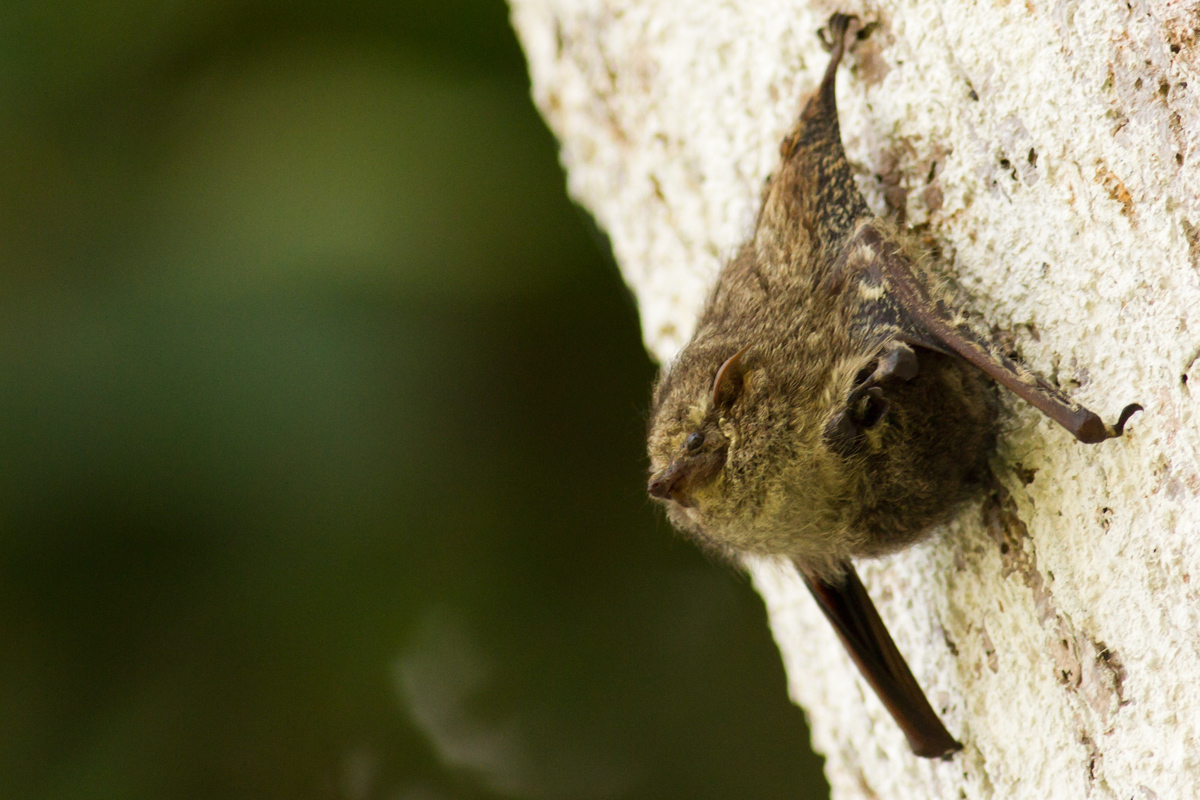 Pipistrello della foresta amazzonica