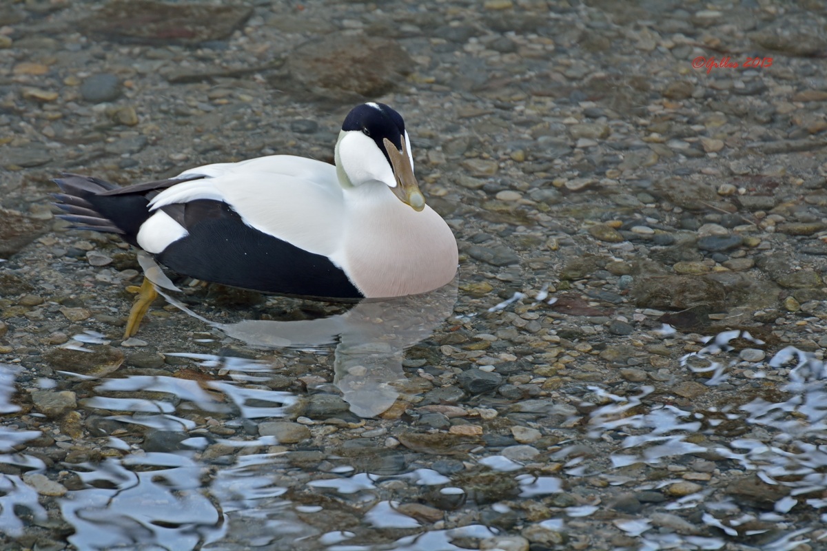 Edredone (Somateria Mollissima)
