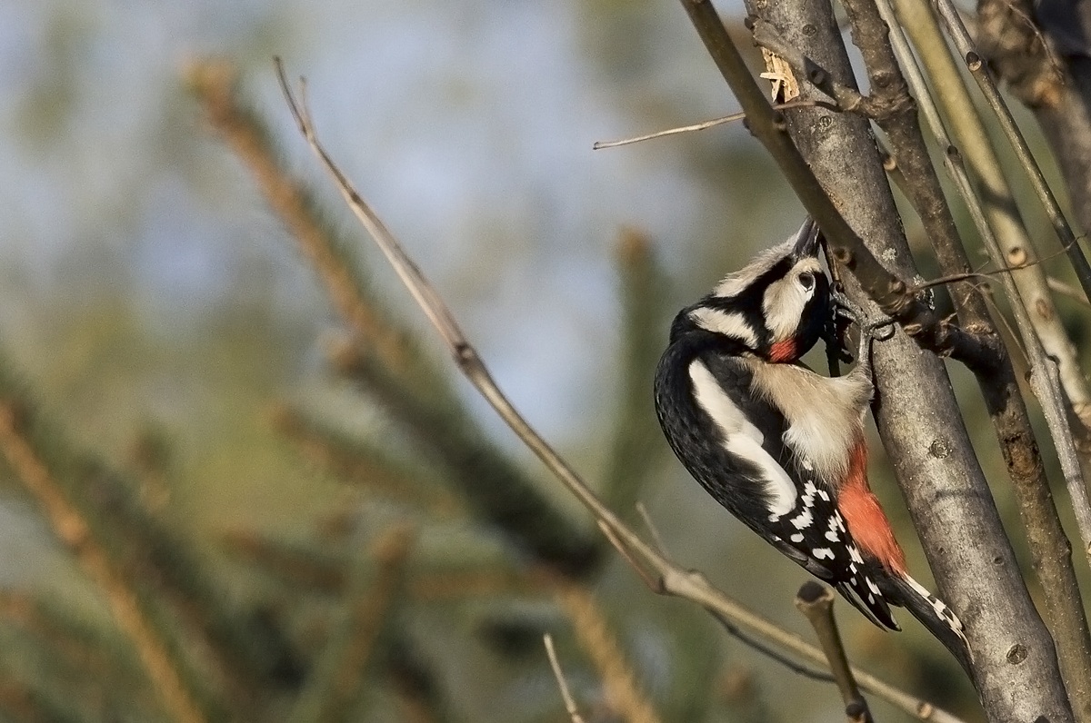 woodpecker