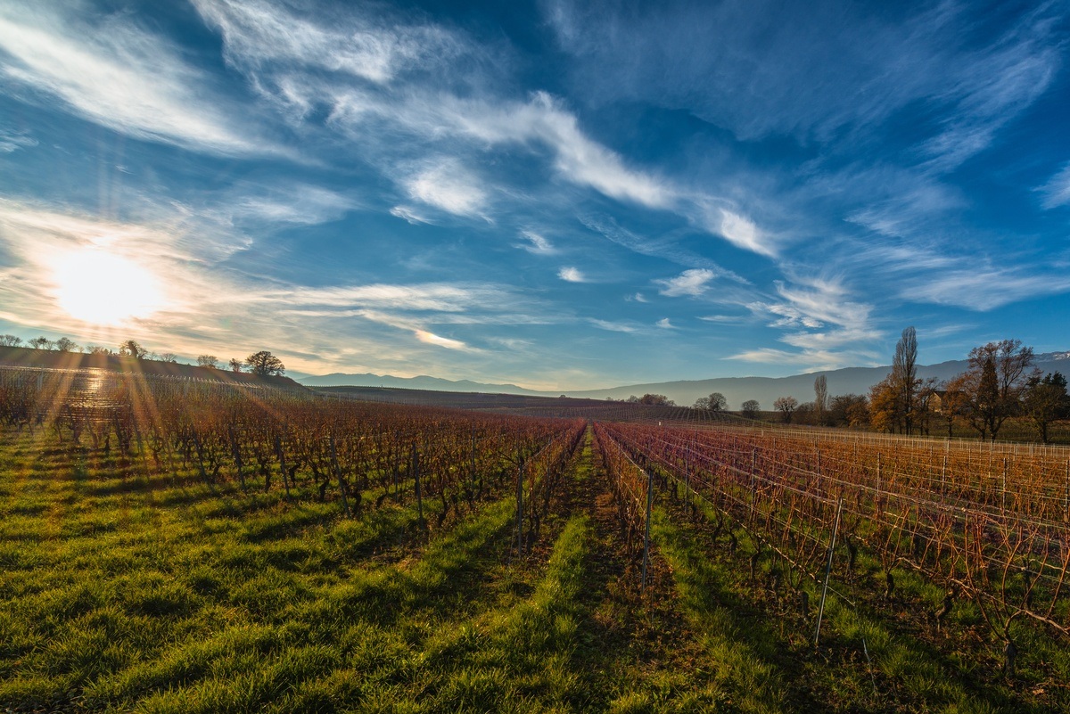 Sunset on Geneva's vineyard