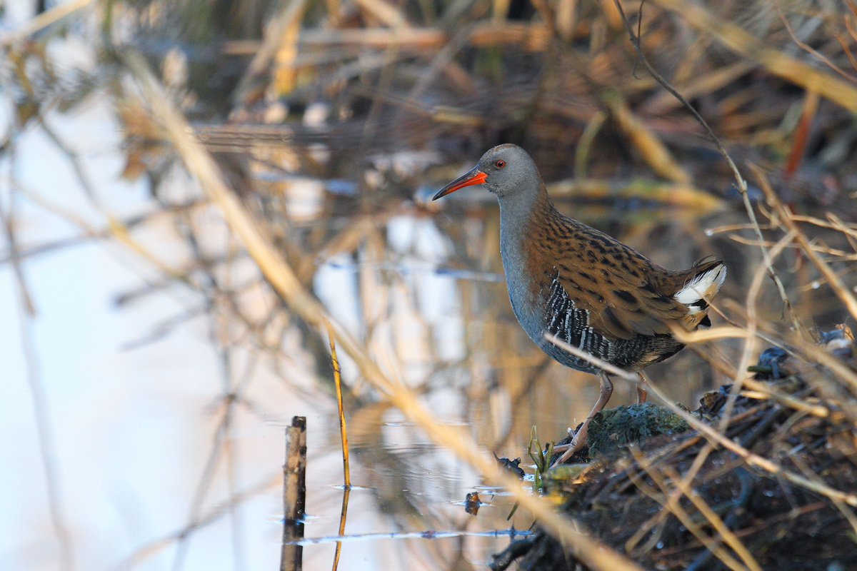 porciglione ambientato