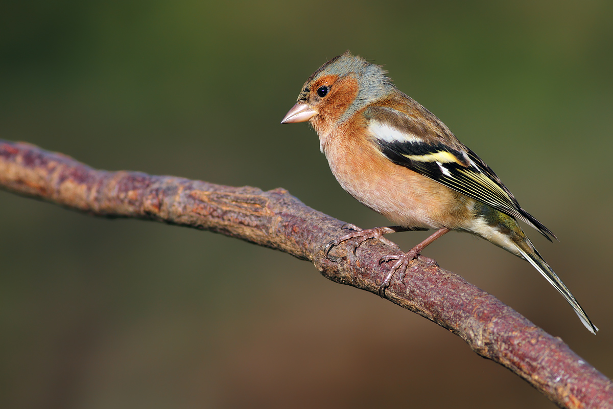 Chaffinch