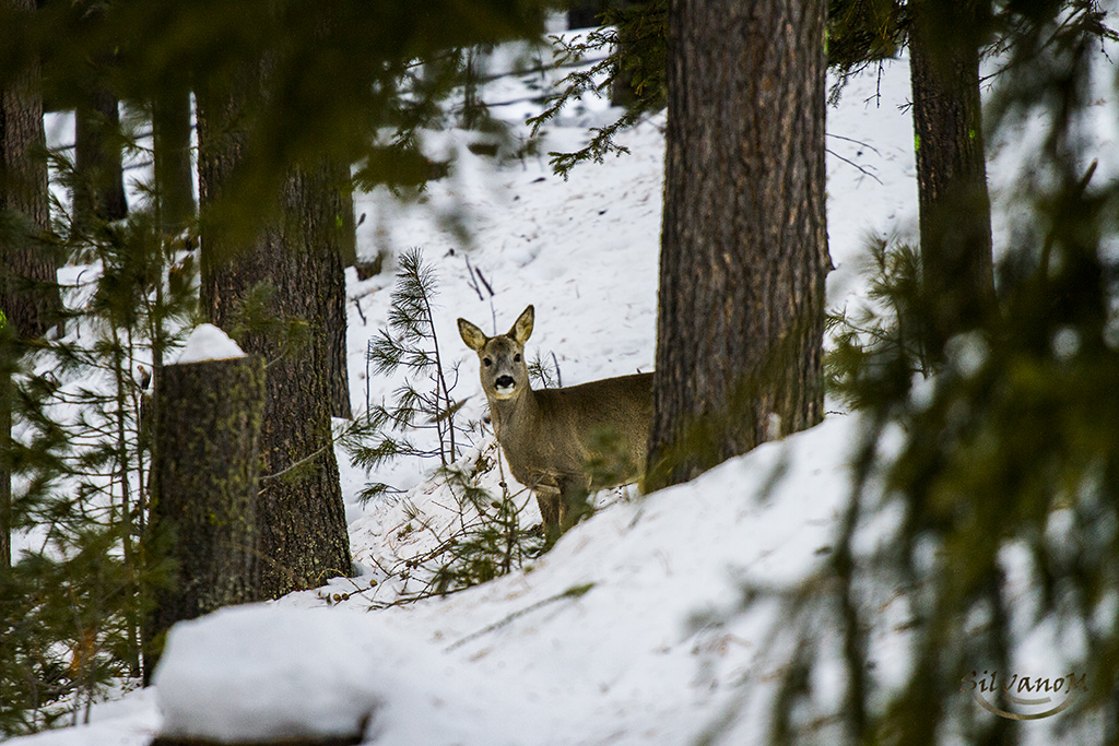Breakfast with lichens