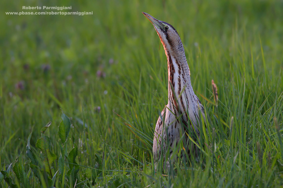 L'ultima luce (Tarabuso)