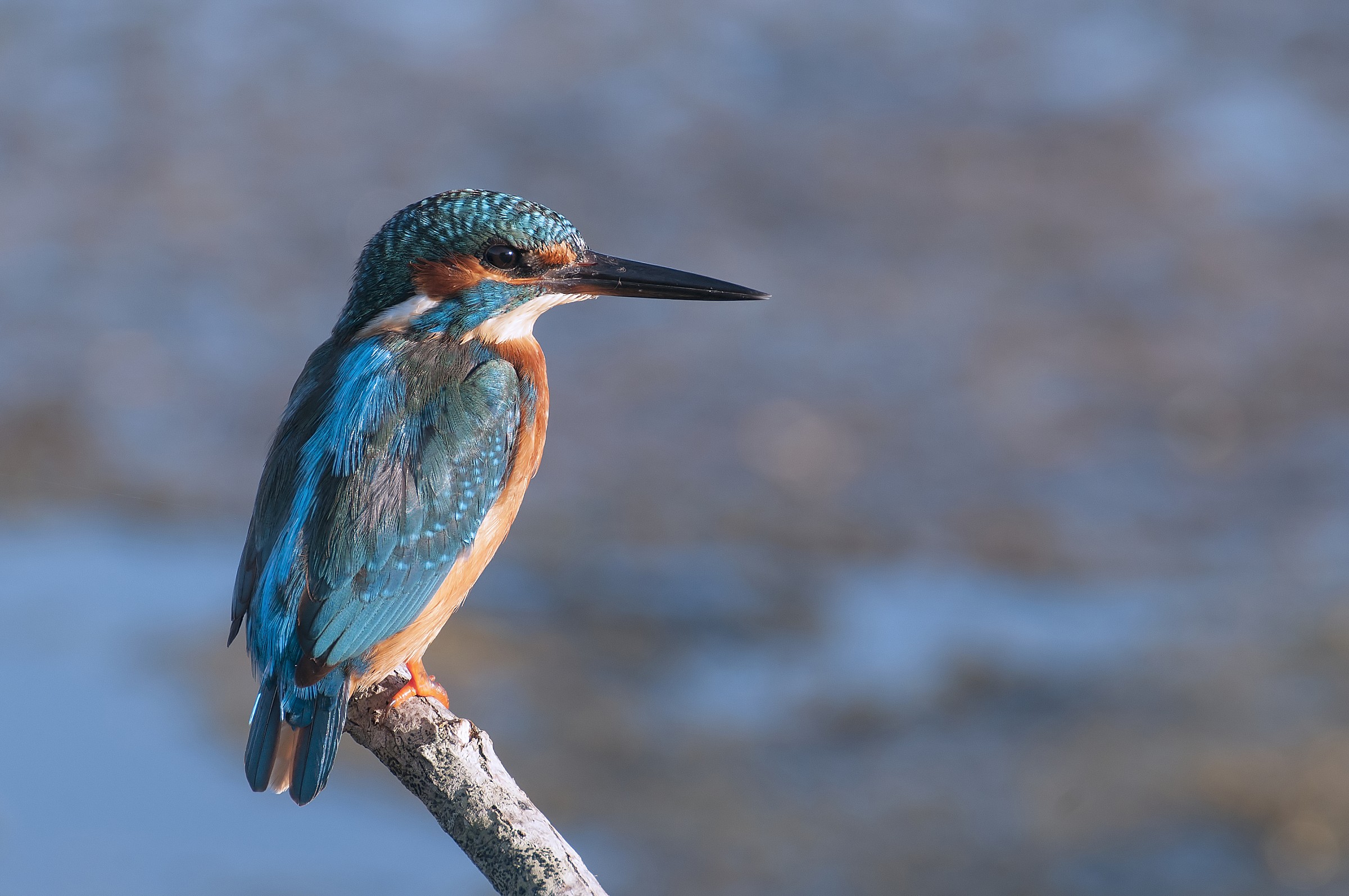 Kingfisher