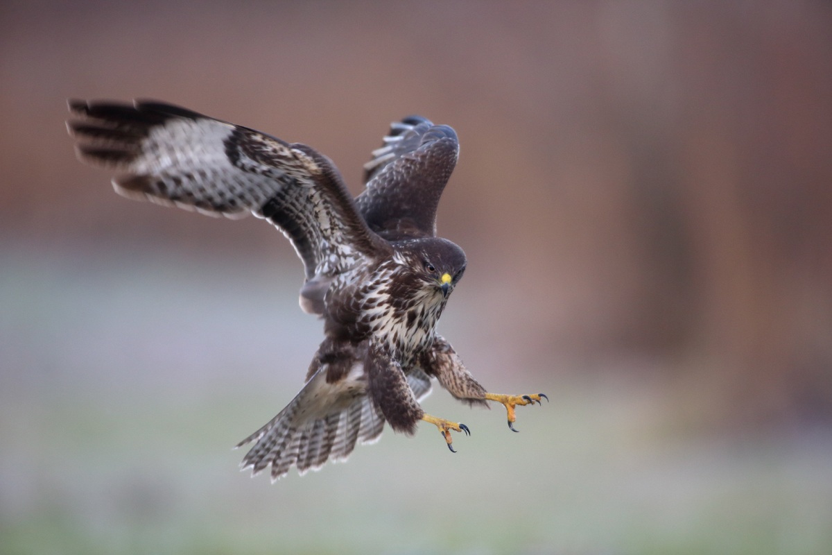 Buzzard, "Buteo buteo"