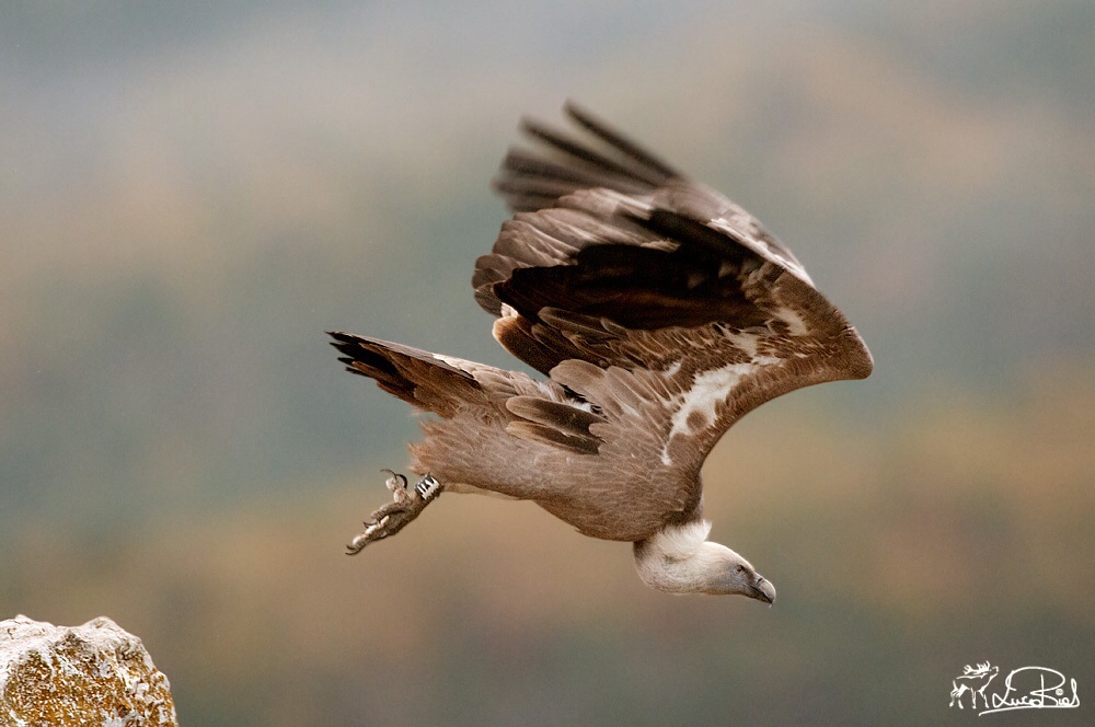 Un colpo d'ali e via!