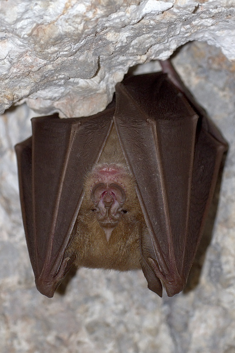 bat