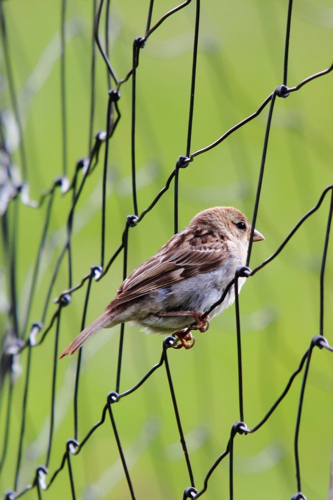 Sparrow in the observation