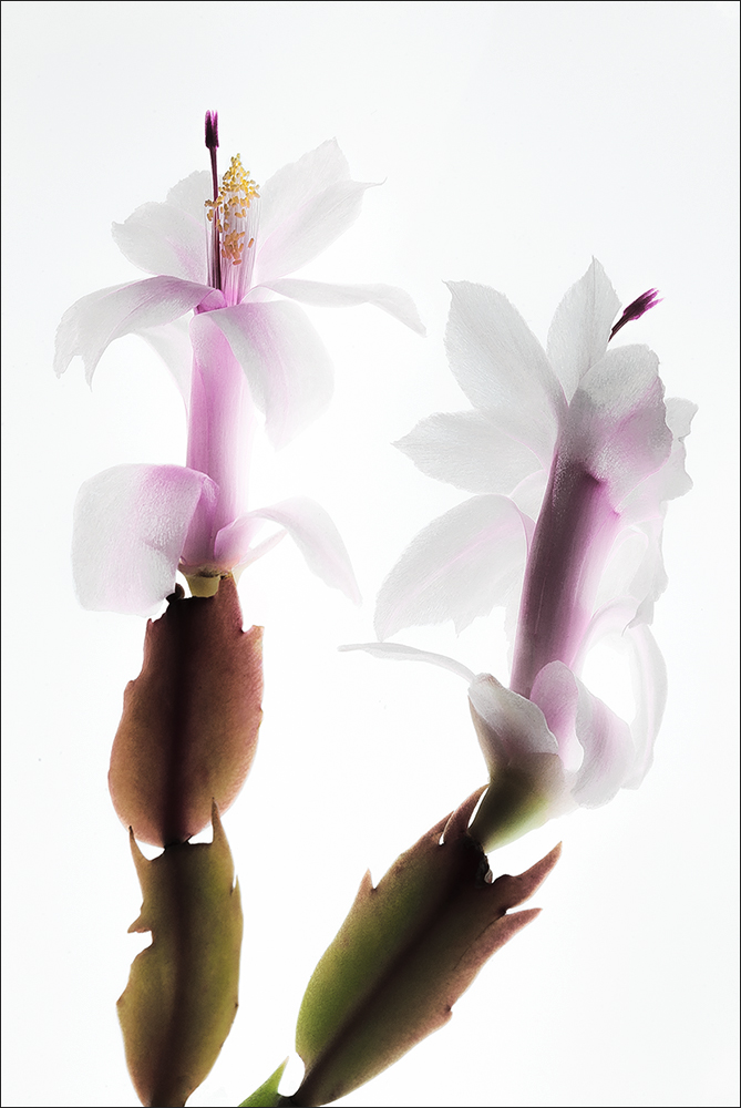 Cactus flower winter