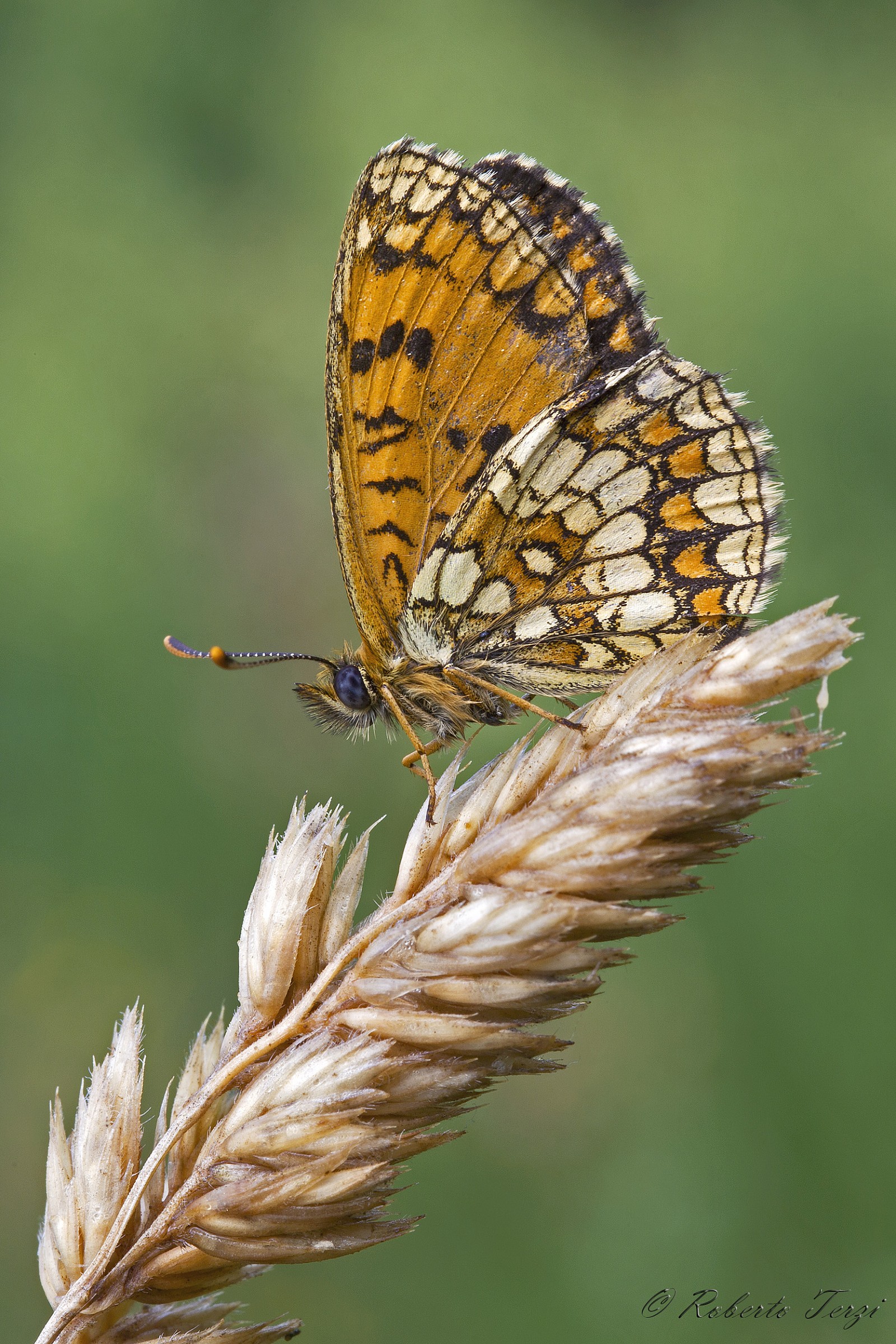 Melitaea