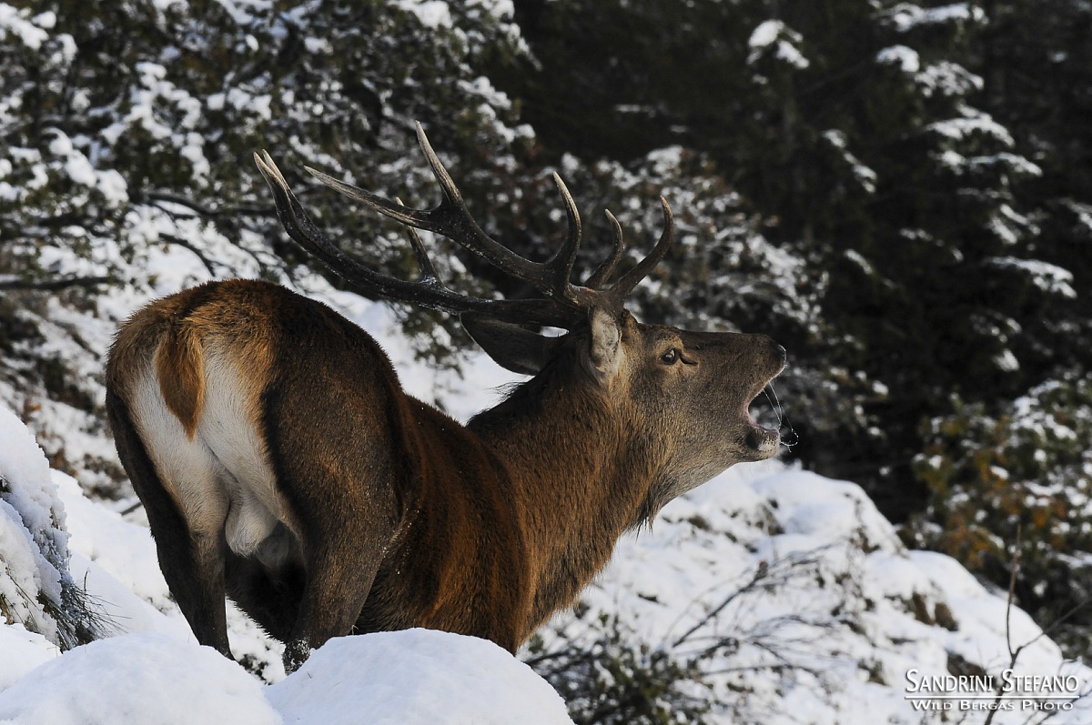 RRRRRRRRoooooaaaaRRRRRR