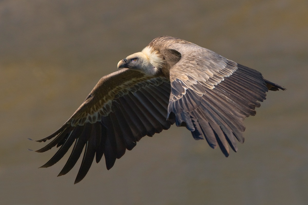 Griffon vulture in flight
