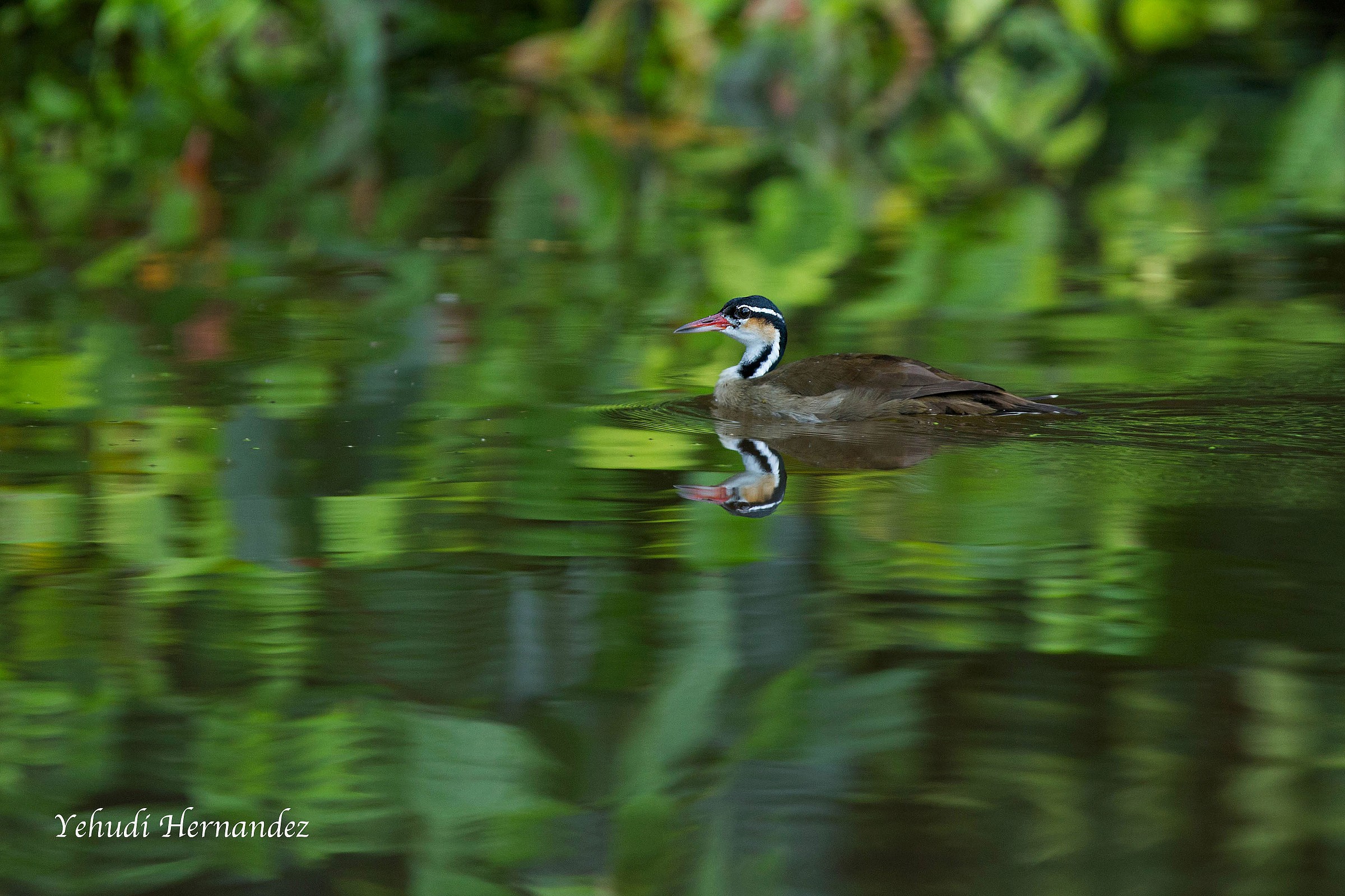 Sungrebe (Heliornis Fulica)