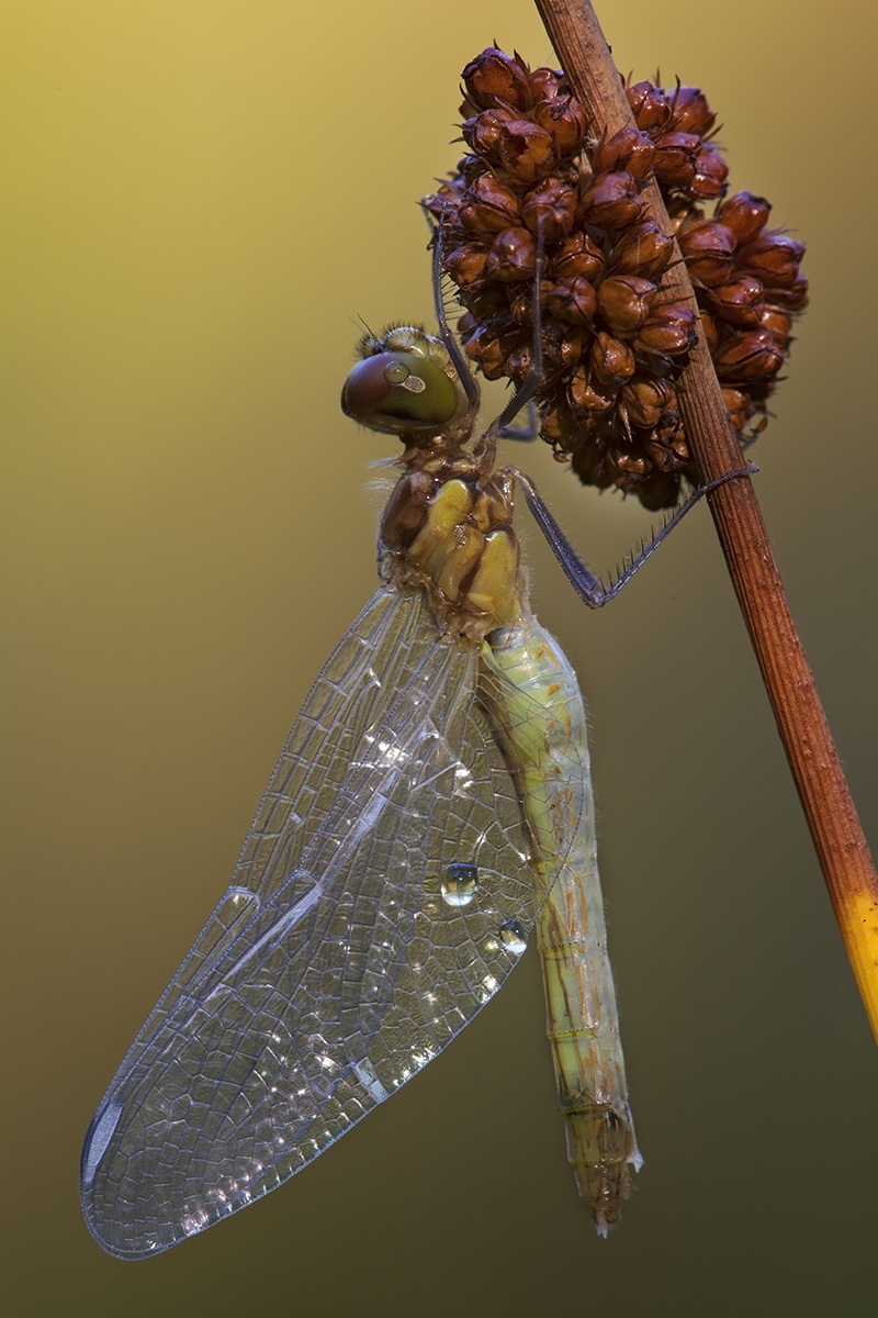 trasparenze di una libellula appena nata