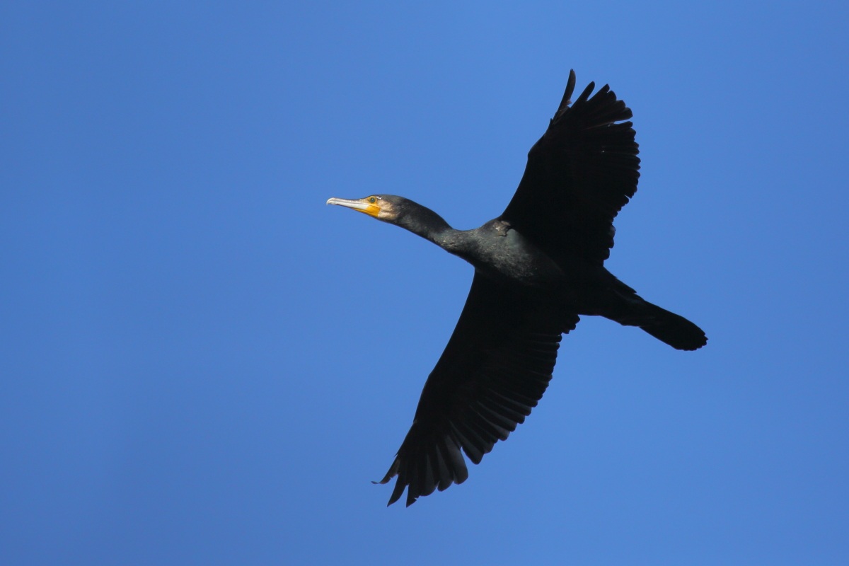 cormorano