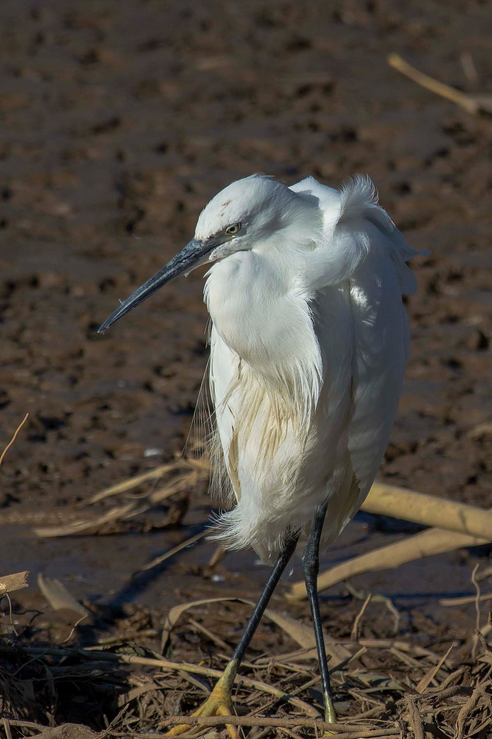 The Egret does not like the wind