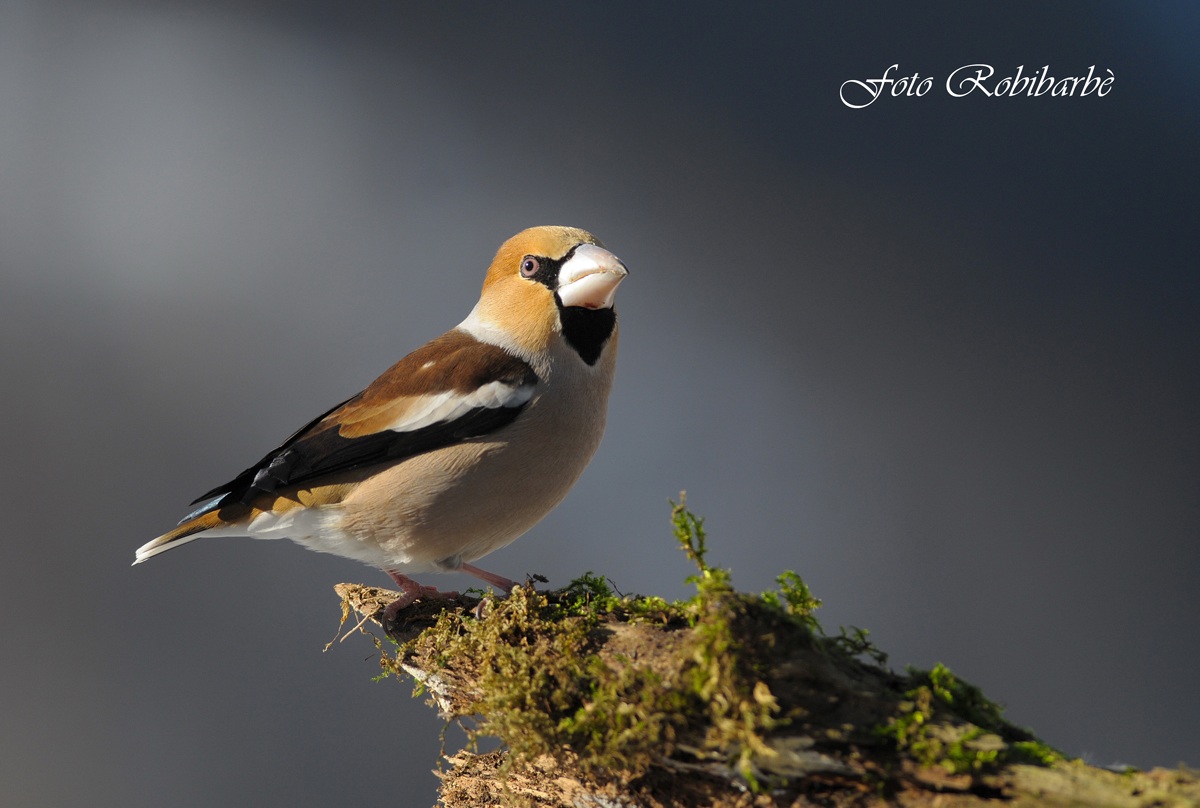 Il bavaglio del Frosone......
