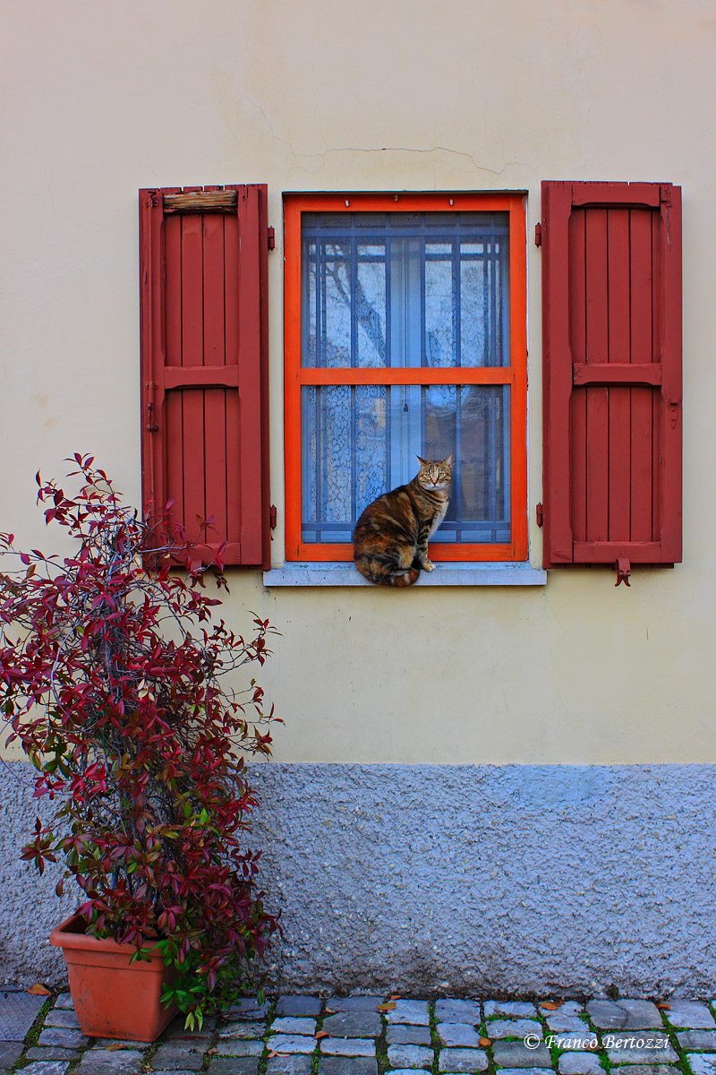 Cat on the window