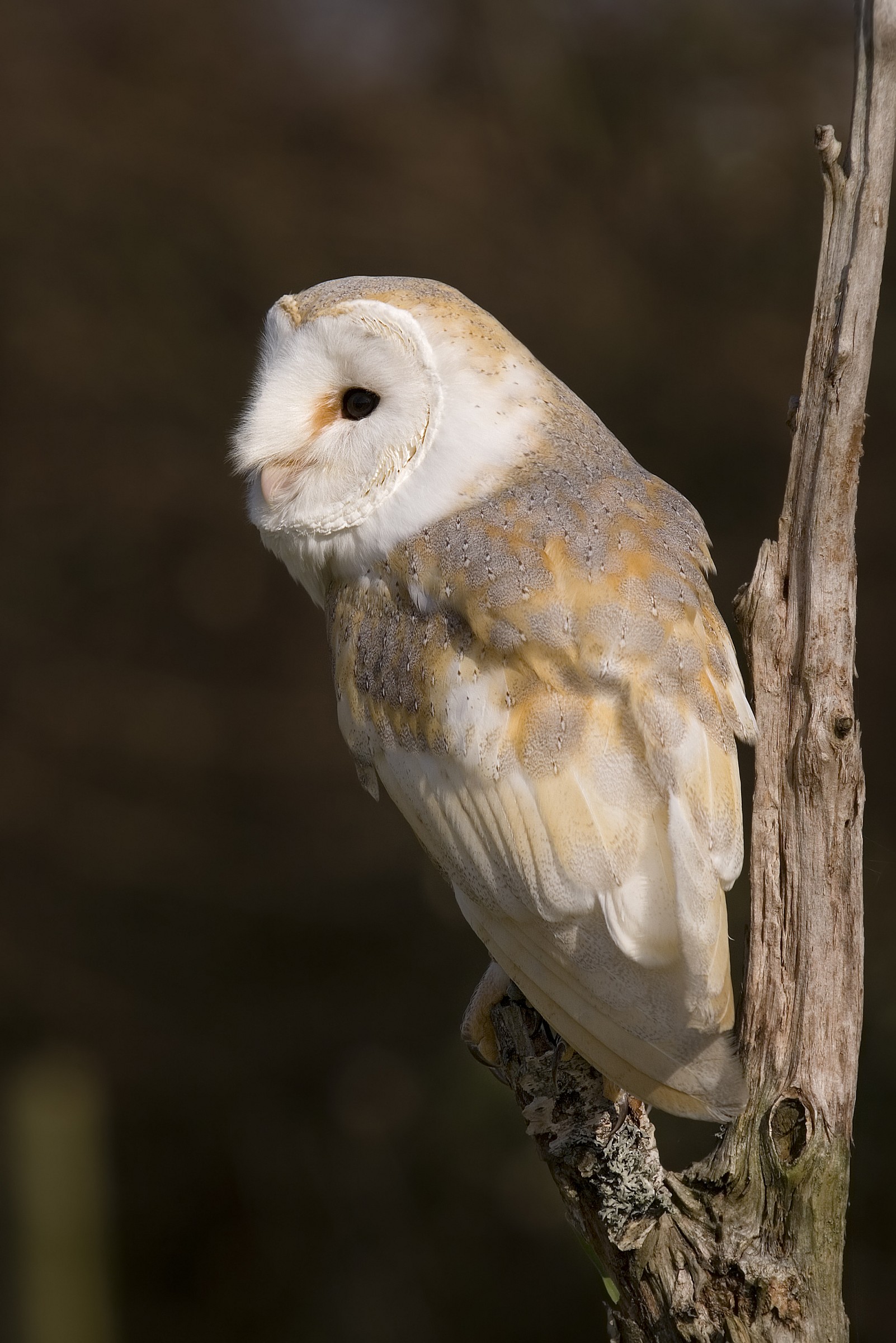 Barn Owl (Captive)