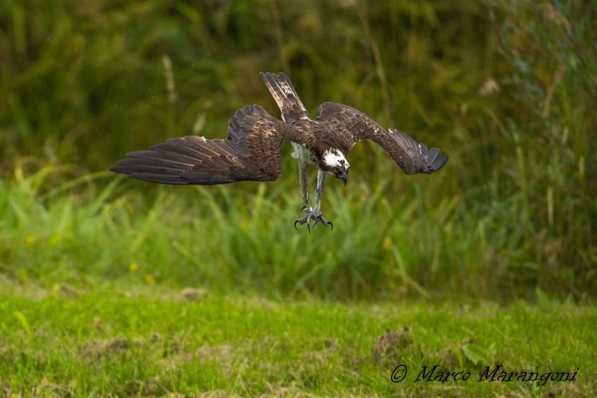 Osprey - Finland-August 2013