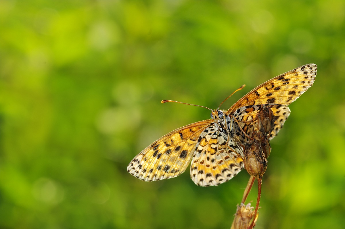 Melitaea Didyma