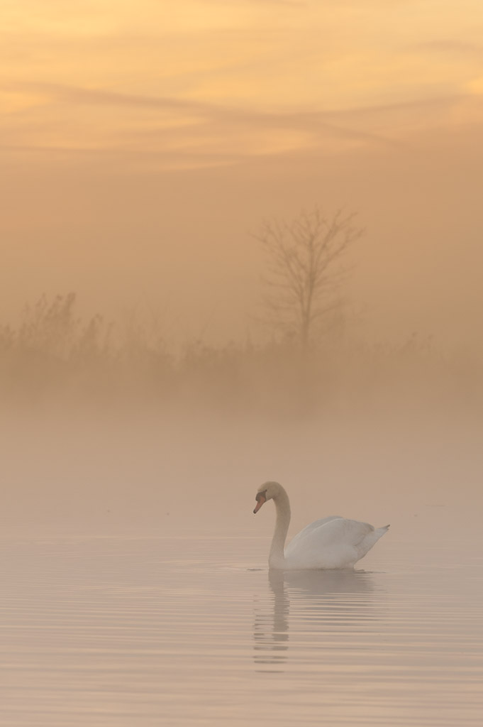 Malinconia di un cigno