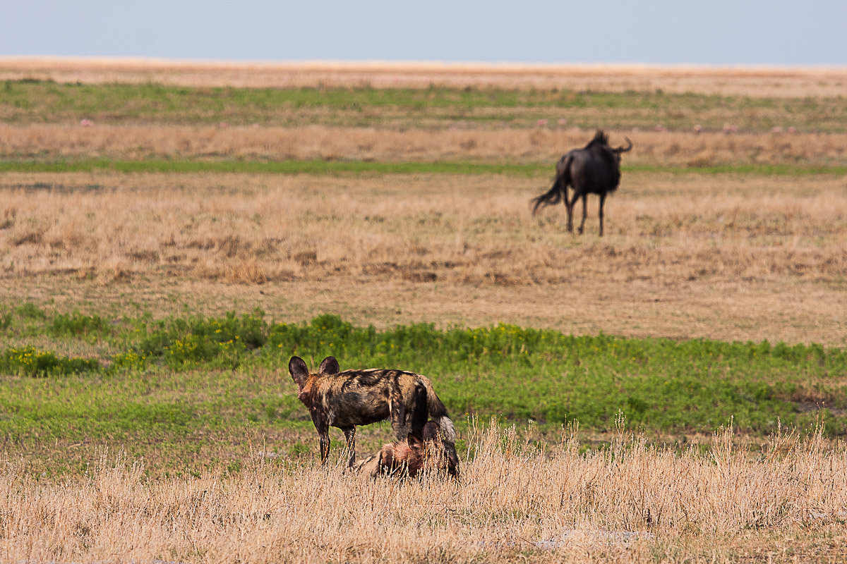mmhhh... quasi quasi...