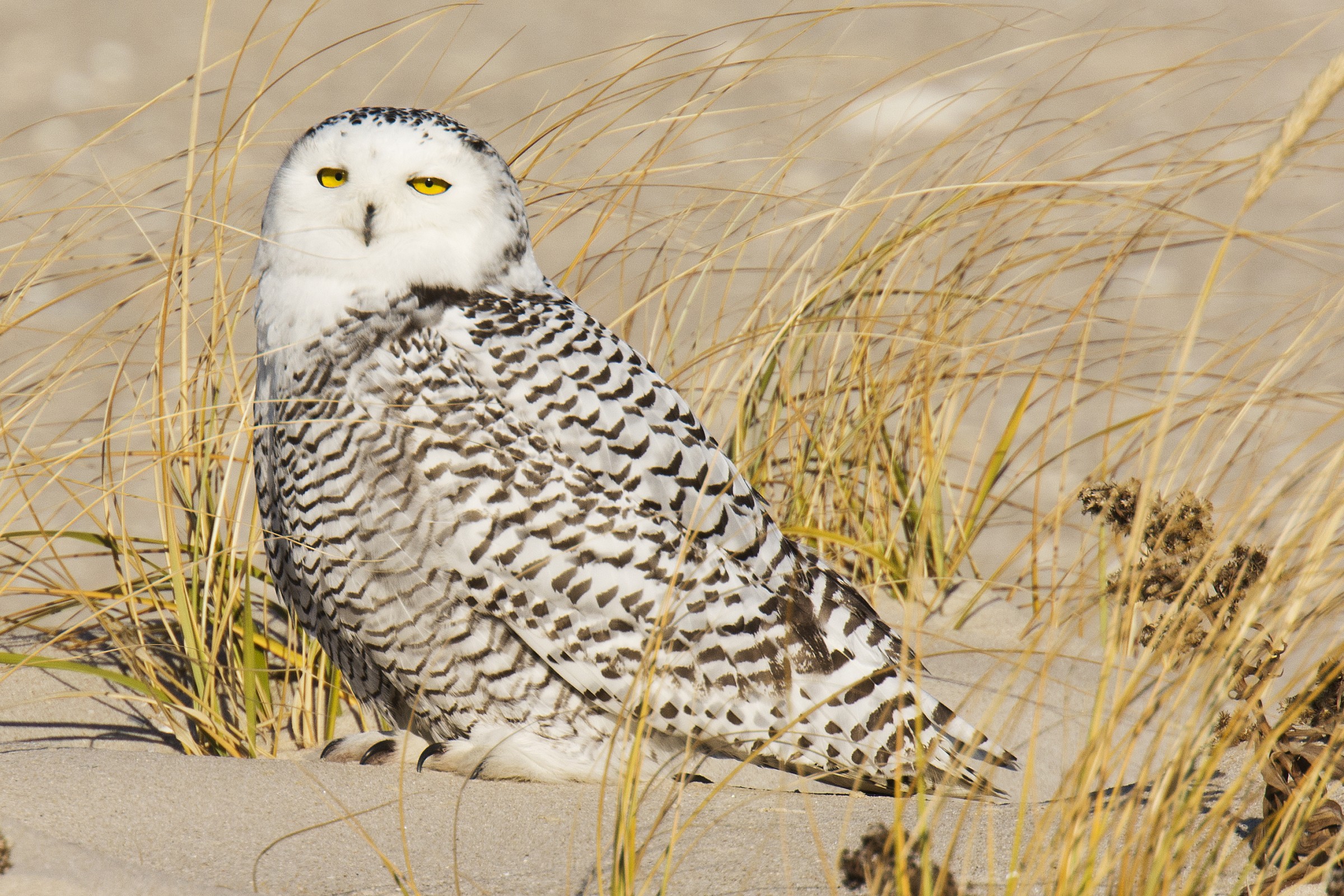 Snowy Owl