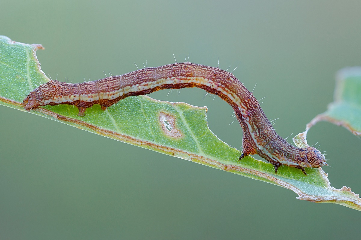 Arched caterpillar