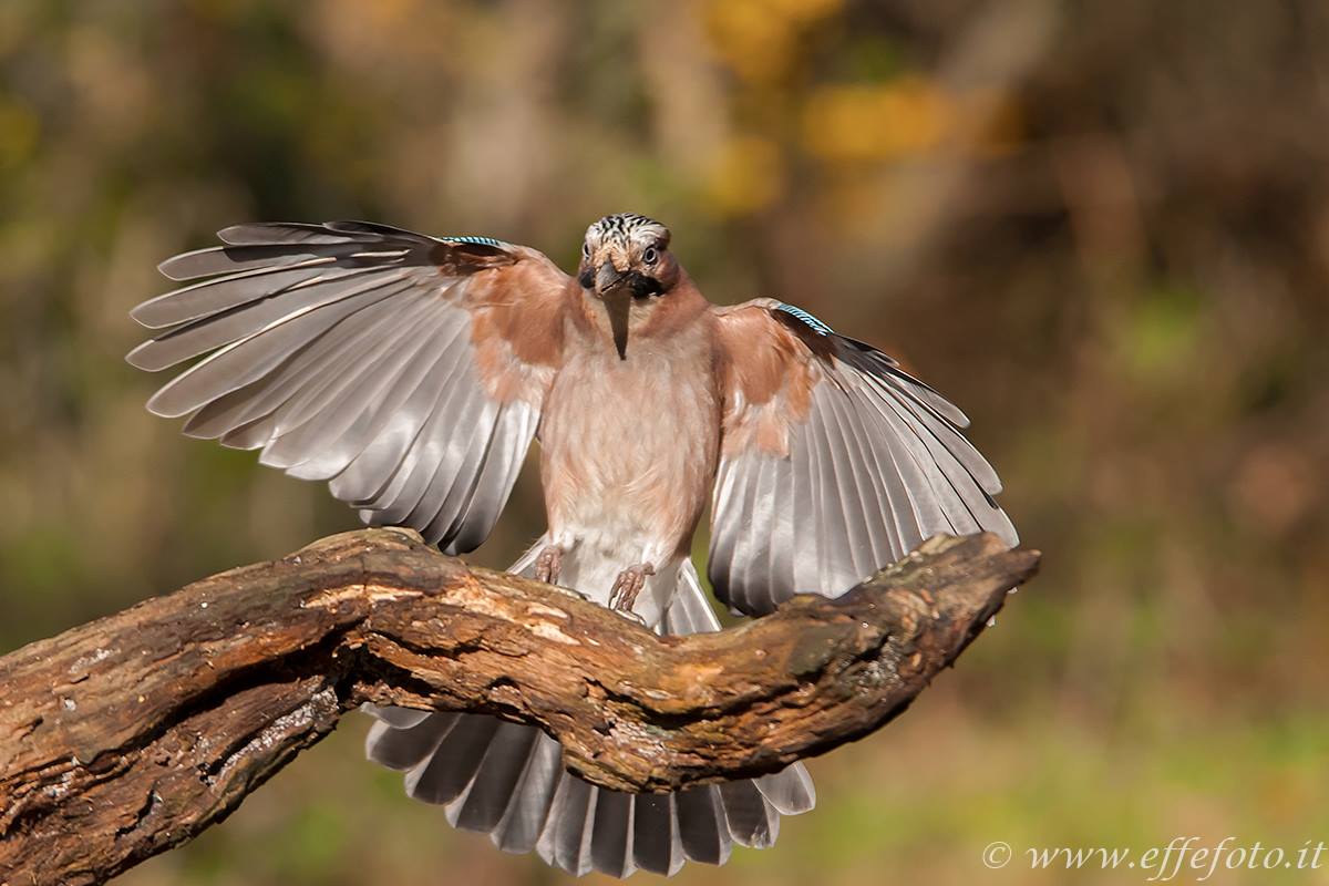 Jay ... Garrulus glandarius Ticino Park