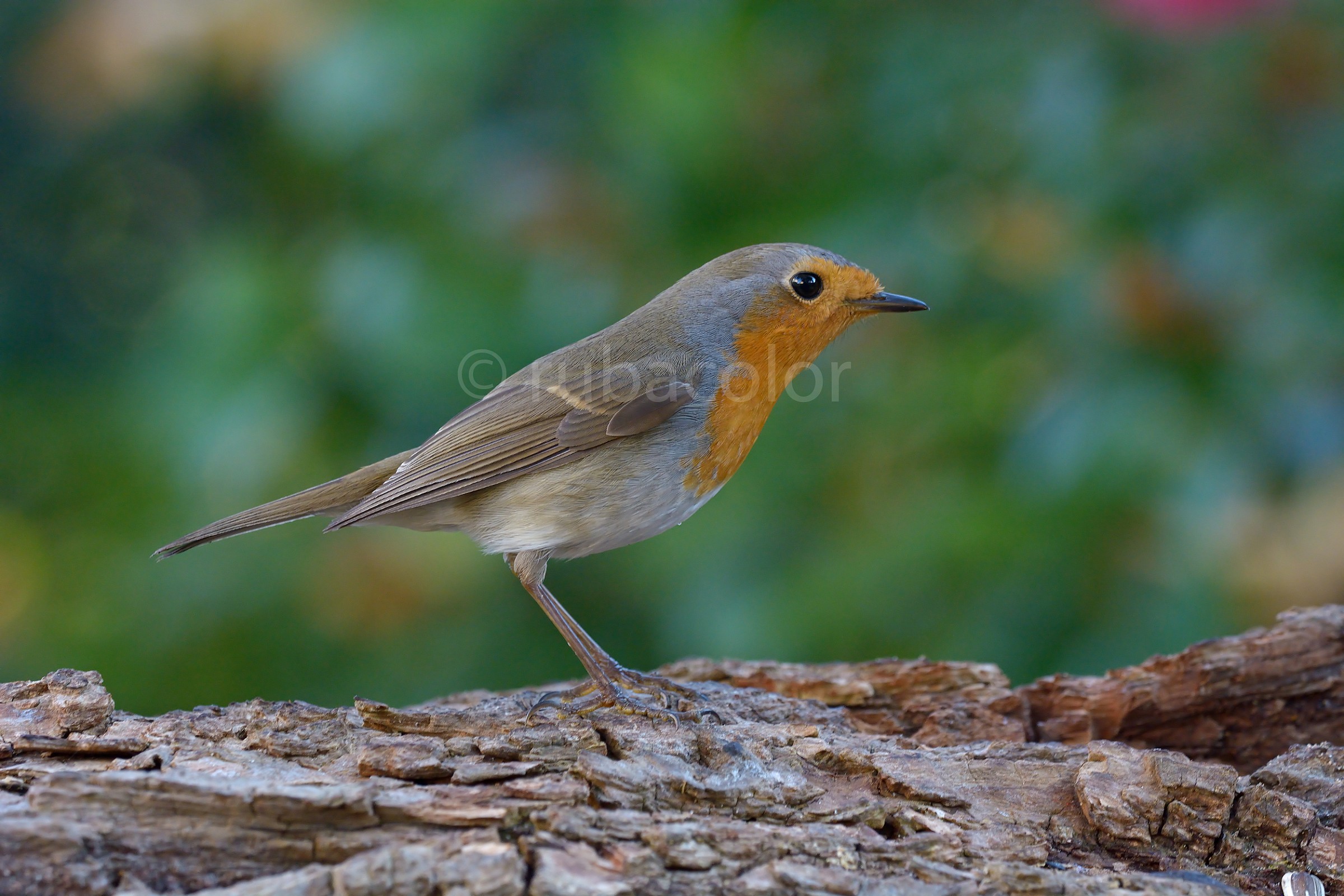 A color palette for the breasts