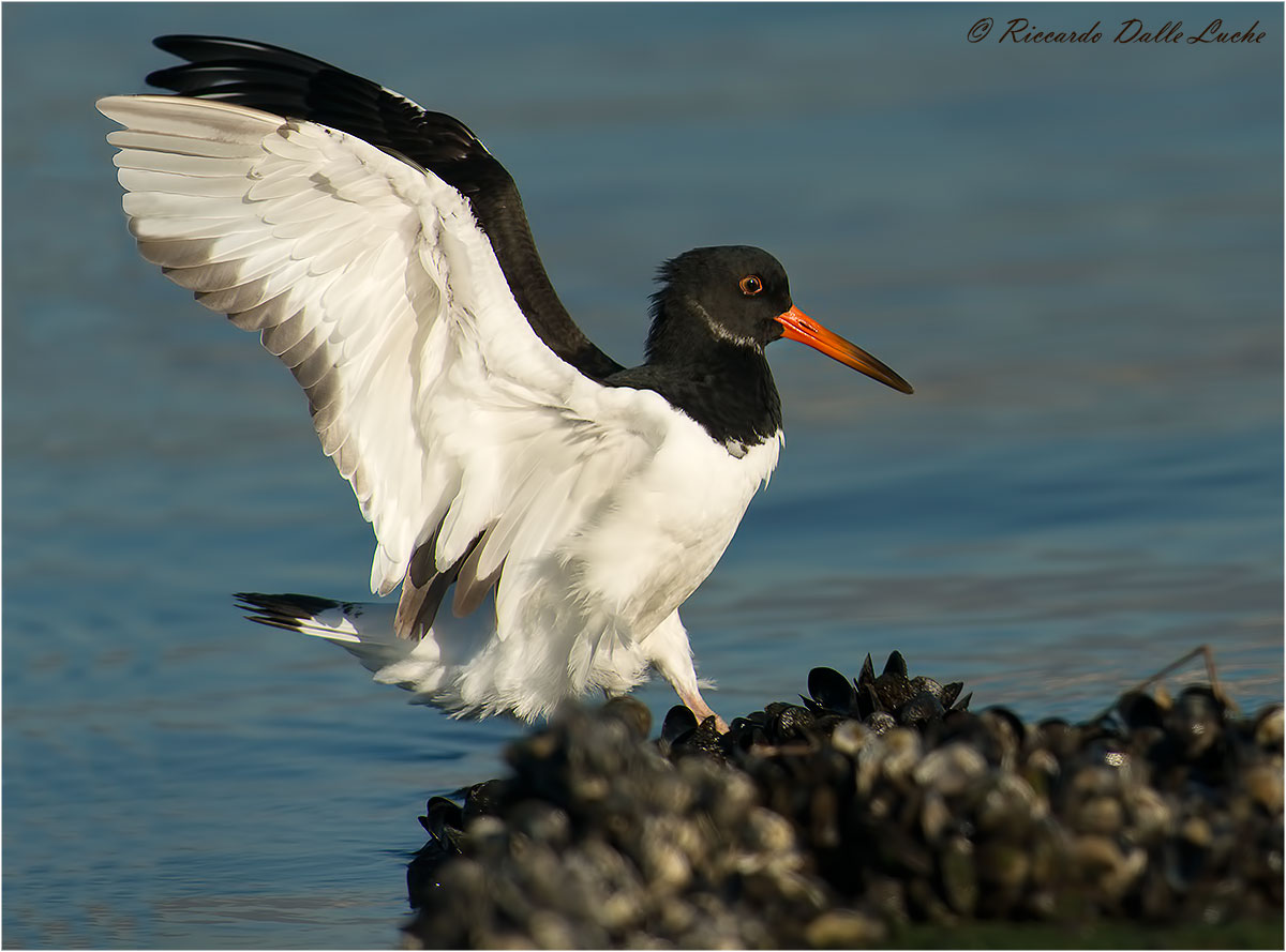Oystercatcher