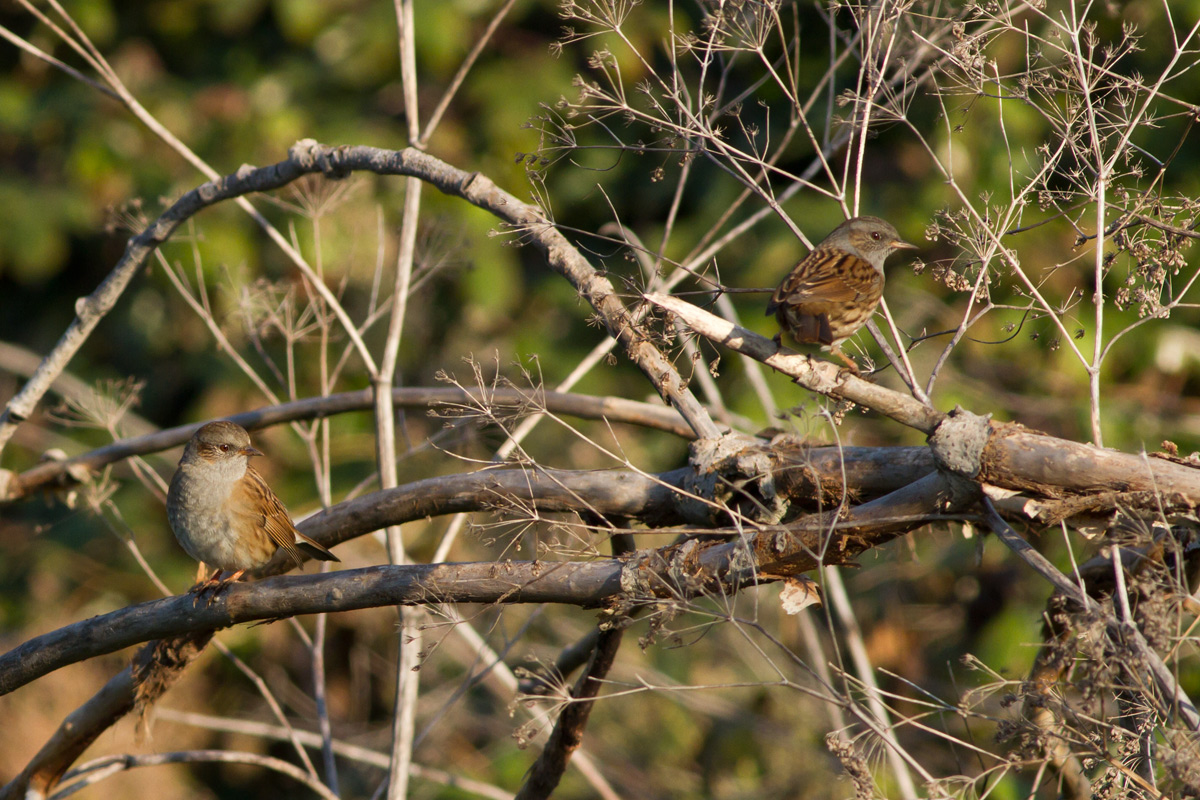 Coppia di Passera Scopaiola