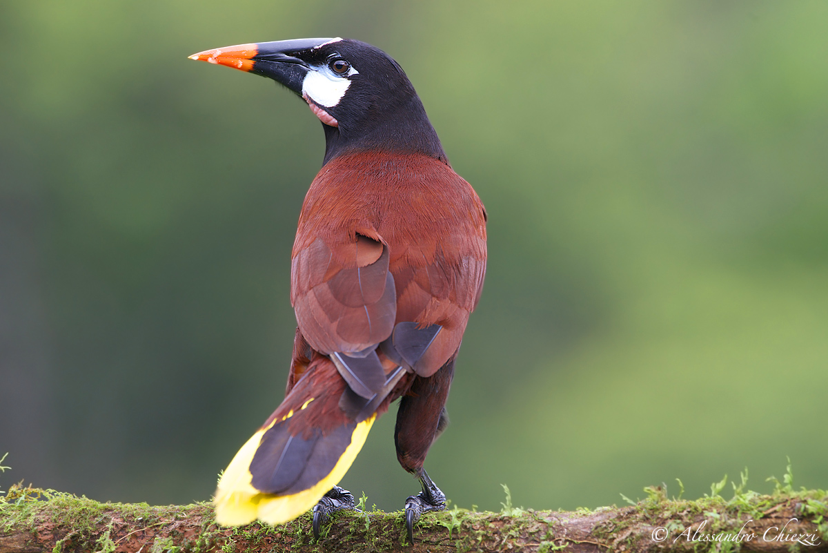 Montezuma Oropendola