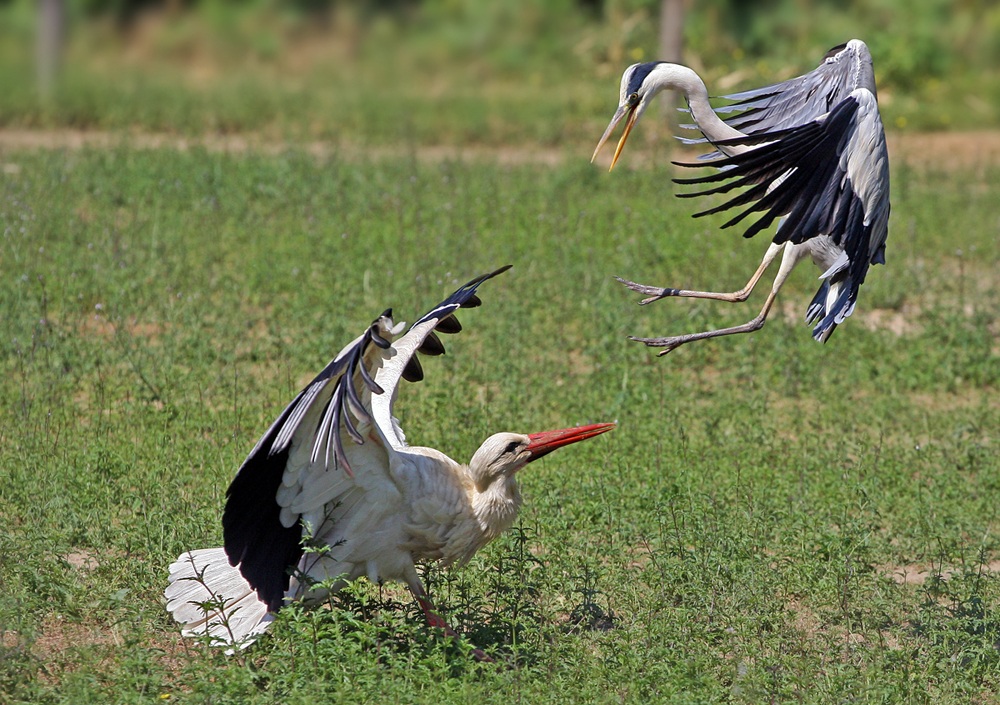 il piccolo airone vincente!!!!!