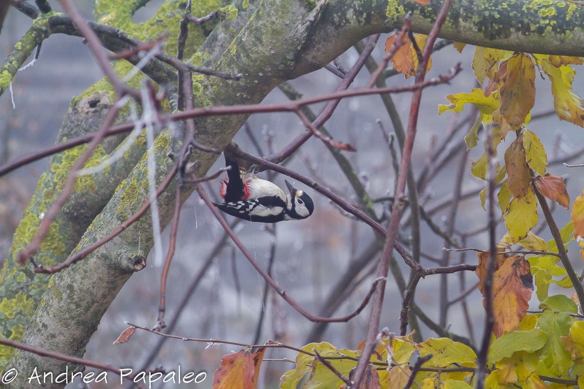 Great Spotted Woodpecker (Female)