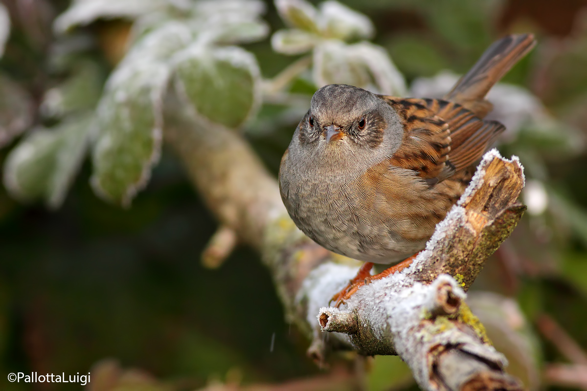 Dunnock (Dunnock)