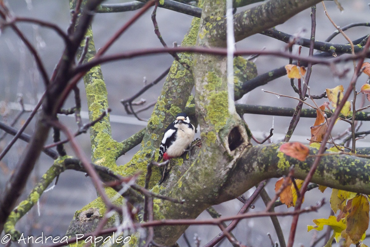 Great Spotted Woodpecker (Female)