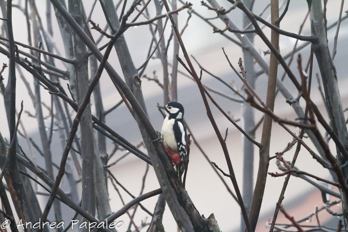 Great Spotted Woodpecker (Female)