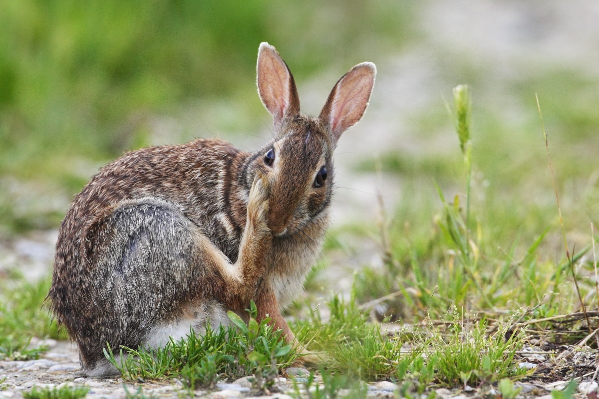 The rabbit thoughtful