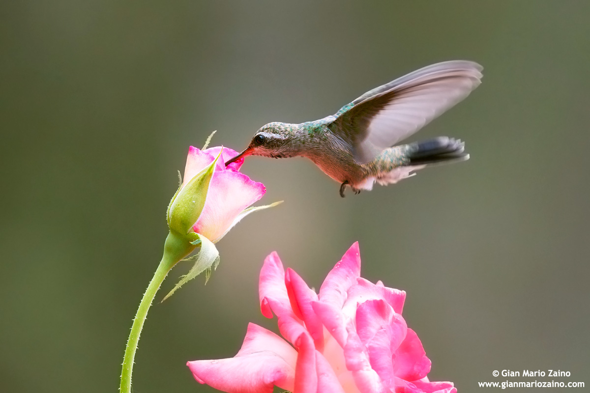 Cynanthus latirostris / Colibrì beccolargo